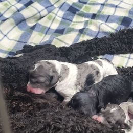 Girl 4 - Blue merle female Aussiedoodle puppy in Yacolt, Washington from Aussiedoodles by Maggie