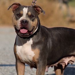 Stella - American Bully
