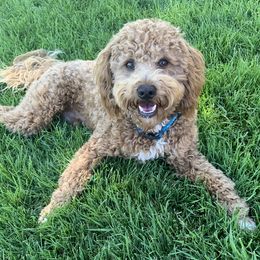 Finn - Goldendoodle