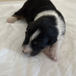 Girl 1 - Australian Shepherd puppy in Fontana, California from J.O Family Aussies
