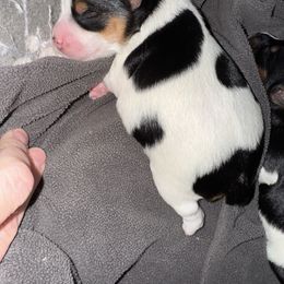 Parti female - Parti female Yorkshire Terrier puppy in Pikeville, North Carolina from A Yorkie’s World