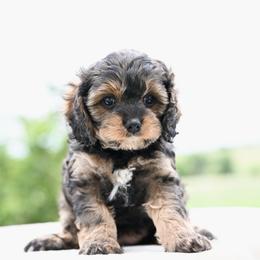 Penny - Sable female Cavapoo puppy in Lawton, Oklahoma from Lindsey’s Cavies