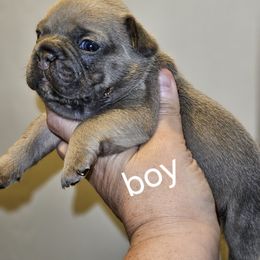 Dachshund and French Bulldog Puppies from Black Thunder 517 Cane Corso and Dachshunds
