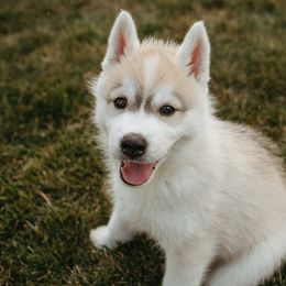 Siberian Husky Puppies from Polaire Siberians