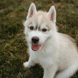 Siberian Husky Puppies from Polaire Siberians