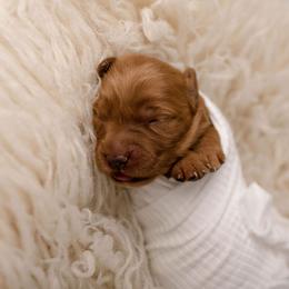 Winifred - Dark golden female Golden Retriever puppy in Buhl, Idaho from Atkinson's Goldens