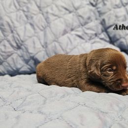 Labrador Retriever Puppies from Hicks Family Homestead