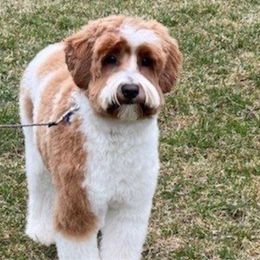 Tillie - Australian Labradoodle