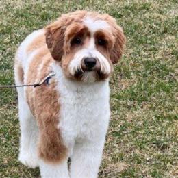 Tillie - Australian Labradoodle