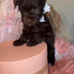 Dubai - Liver male Yorkshire Terrier puppy in Prosper, Texas from DaintyDawlz