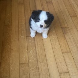 Bandit - Black tri male Toy Australian Shepherd puppy in Needham, Indiana from Tiny Toy Aussies