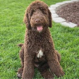 Goldendoodle Puppies from 24 Karat Doodles