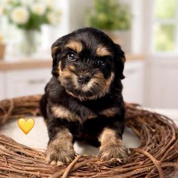Yellow girl - Tri-color female Australian Labradoodle puppy in Anderson, California from Shaggy Doodles