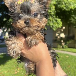 Yorkshire Terrier Puppies from Heaven_sent_toy_yorkies