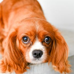 Churro - Cavapoo