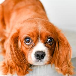Churro - Cavapoo