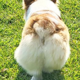 American Corgis and Pembroke Welsh Corgis from Cantu Corgis