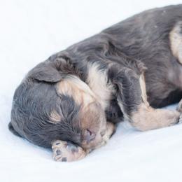 Espresso - Black and tan male Cavapoo puppy in Perkasie, Pennsylvania from Little Paws by Harper