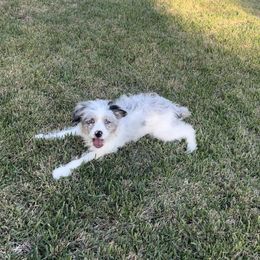 Hals - Aussiedoodle