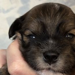 Paul - Red sable Havanese puppy in Calabash, North Carolina from Lancaster's of Gold Canyon Havanese