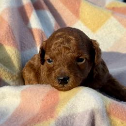Charles - Red  male Poodle puppy in Labelle, Florida from RomLein Poodle