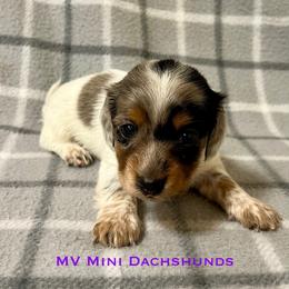 Princess - Dapple female Dachshund puppy in Carlsbad, Texas from MV Mini Dachshunds
