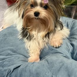 Biewer Terrier puppies from Puppy Boutique