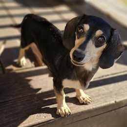 Sadie - Dachshund