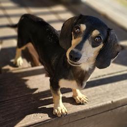 Sadie - Dachshund
