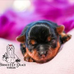Yorkshire Terrier Puppies from Essence of Grace Yorkies