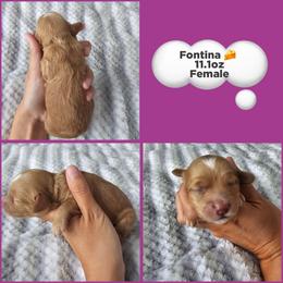 Fontina - Golden female Cockapoo puppy in Zanesville, Ohio from Meghan McKay