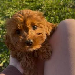 Rosie - Red female Cavapoo puppy in Knoxville, Tennessee from Dukes Forever Doodles