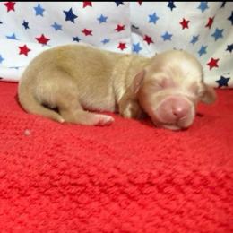 MWM3 cream or red - Cream male Dachshund puppy in Carthage, Texas from Rafter C Ranch Doxies