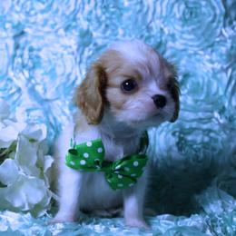 Boy 1 - Blenheim male Cavalier King Charles Spaniel puppy in Pasadena, Maryland from Promise Land
