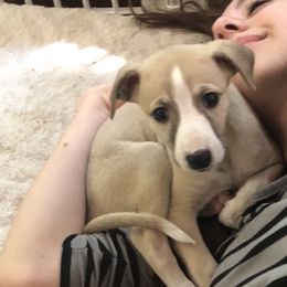 Whippet Puppies from Wise Heart Whippets