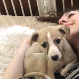 Whippet Puppies from Wise Heart Whippets