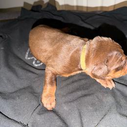 Boy 5 - Red and rust male Doberman Pinscher puppy in Elgin, Texas from New Horizons Kennels