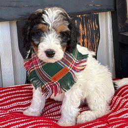 Willis - Merle male Bernedoodle puppy in Fort Gibson, Oklahoma from Waggle Doodles