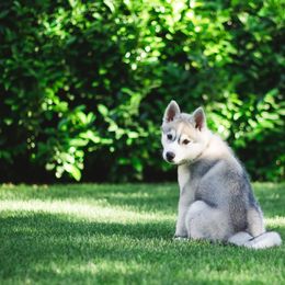 Siberian Husky Puppies from Zobela Siberians