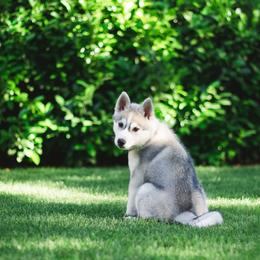 Siberian Husky Puppies from Zobela Siberians