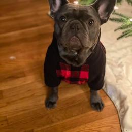 French Bulldog Puppies from Nuthin’ But Frenchies