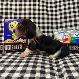 Minnie - Black brown and white female Basset Hound puppy in Hurtsboro, Alabama from PARK’s Family Farm