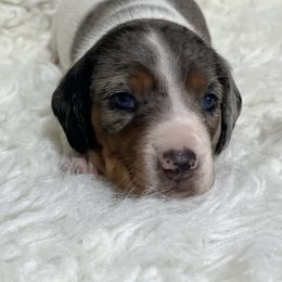Blaze - Piebald female Dachshund puppy in Council Hill, Oklahoma from Rocky Springs Ranch