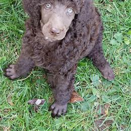 Poodle Puppies from RK'S Pets