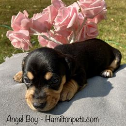 Dachshund Puppies from Shawnee Tribe Dachshunds