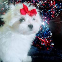 Maltese from Pashes Maltese