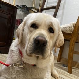 Johnny - Labrador Retriever