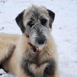 Irish Wolfhounds and Siberian Huskies from Isham's Huskies