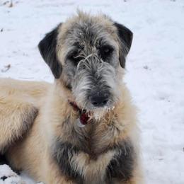 Irish Wolfhounds and Siberian Huskies from Isham's Huskies