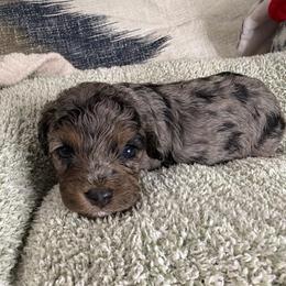 Pepper - Merle female Cavapoo puppy in Spokane, Washington from PJE Cavs and Poos
